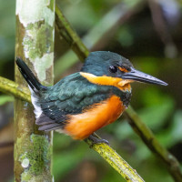 American Pygmy Kingfisher